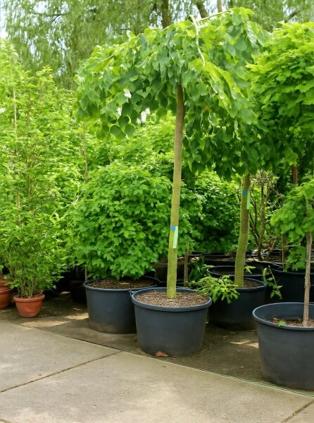 Ulmus glabra 'Pendula' (Hänge-Ulme) als Hochstamm im Container mit überhängender Krone und grünem Laub.