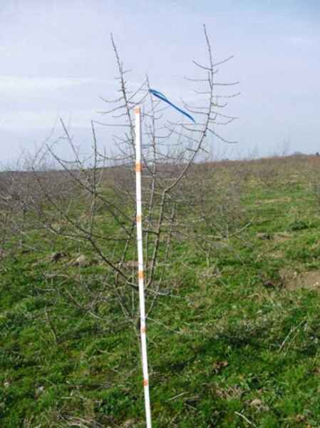 Prunus spinosa / Schlehe / Schwarzdorn