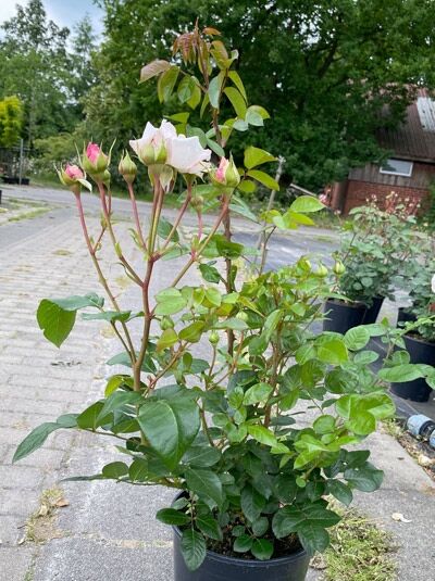 Beetrose Rosa 'Constance Mozart'® im Topf C5, grünes Laub, aufrechte Triebe mit mehreren Knospen und zart rosafarbener Blüte