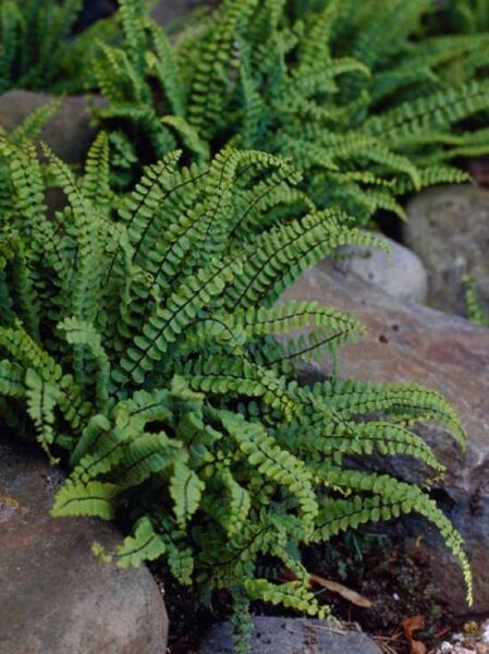 Braunstieliger Streifen-Farn / Steinfeder / Asplenium trichomanes