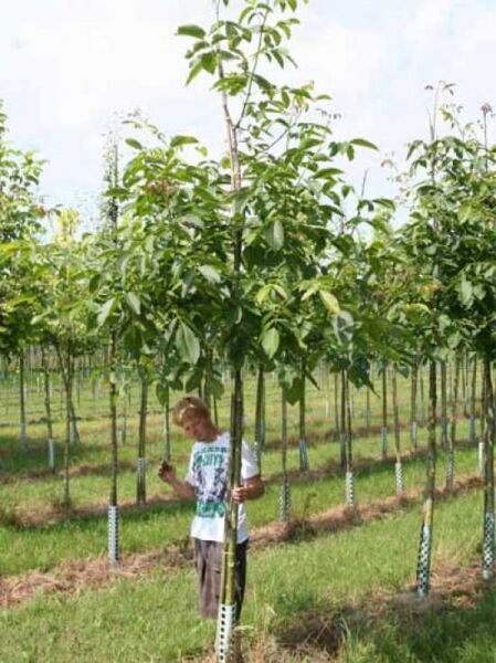 Gefülltblühende Rosskastanie / Aesculus hippocastanum 'Baumannii'