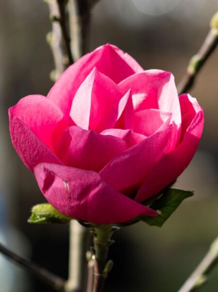 Tulpenmagnolie ’Watermelon‘ / Magnolia ‘Watermelon‘