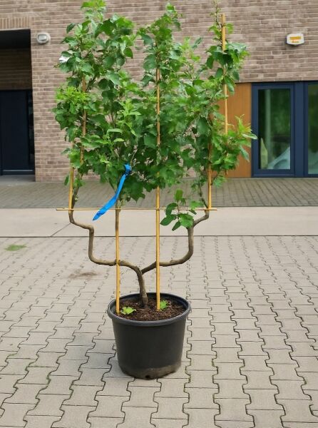 Malus domestica 'Cox Orange' / Apfel 'Cox Orange' Spalier doppelte U-Form im Topf, am Gestell angebunden