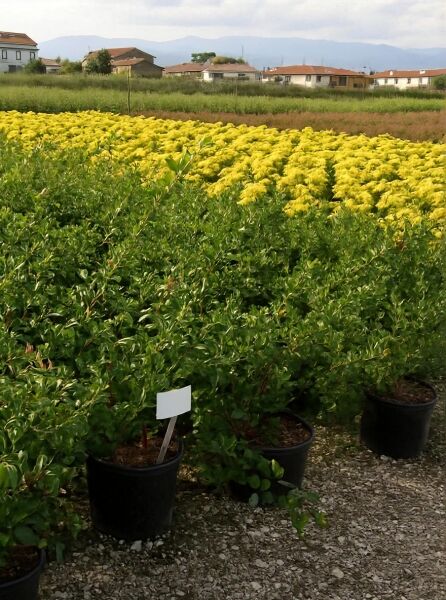 Chinesische Zierquitte (Chaenomeles speciosa) 'Nivalis' 80-100 cm C15 im Pflanzcontainer, grüner Strauch in Baumschule.