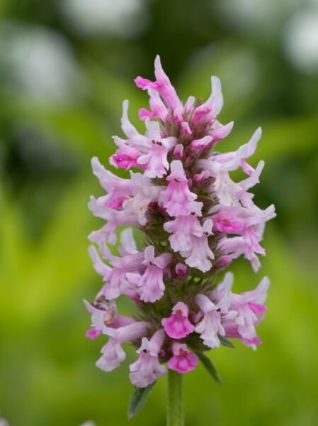 Stachys monnieri 'Summer Crush ®' / Dichtblütiger Ziest 'Summer Crush ®' mit rosafarbenen Blütenähren in Nahaufnahme