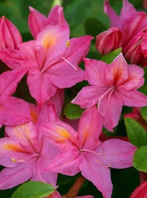 Laubabwerfende Azalee 'Jolie Madame' - Azalea luteum 'Jolie Madame'  (Knap-Hill)