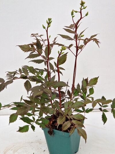 Astilbe japonica 'Ellie' (Pracht-Spiere) im Topf P11, aufrechte rote Stiele mit gefiederten, gezähnten grünen Blättern