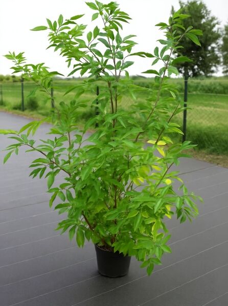 Sambucus nigra / Schwarzer Holunder 150-175 cm C20, mehrtriebiger Strauch im Container mit grünem Laub