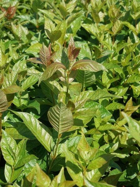 Knopfbusch Proven Winners ® 'Sugar Shack'  / Knopfbusch Proven Winners ® 'Sugar Shack' 