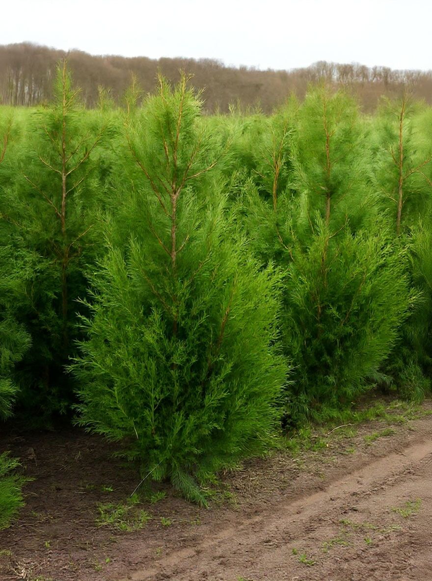 Riesen-Lebensbaum 'Atrovirens' - Thuja plicata 'Atrovirens' - Baumschule  NewGarden