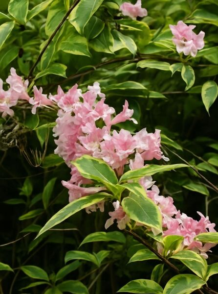 Weigela 'Kosteriana Variegata' / Weigelie 'Kosteriana Variegata' mit rosa Blüten und grün-gelb panaschierten Blättern
