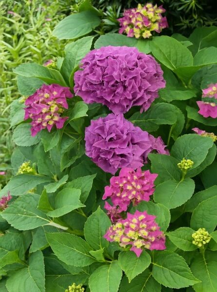 Bauern-Hortensie Hydrangea macrophylla 'Marie Claire' mit violetten und pinkgrünen Blütenbällen und grünen Blättern