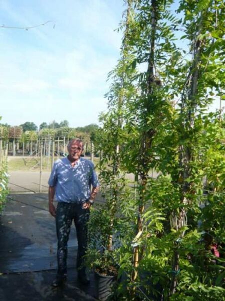 Chinesischer Blauregen 'Prolific' / Wisteria sinensis 'Prolific'
