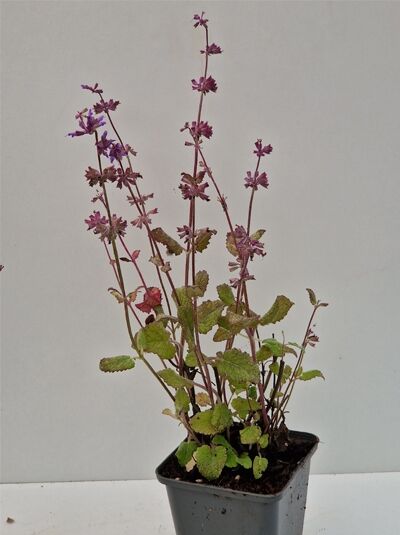 Salvia verticillata Endless Love ® / Quirlblättriger Salbei 'Endless Love ®' P9 im Topf mit violettrosa Blütenständen und grünen Blättern