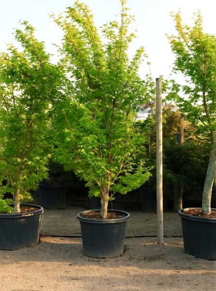 Korallenrinden-Ahorn (Acer palmatum 'Sango-kaku') im Container C130, 200–250 cm, mehrstämmiger Baum mit grünem Laub.