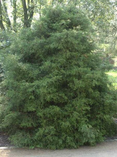 Chamaecyparis obtusa 'Coralliformis' / Fadentriebige grüne Muschelzypresse