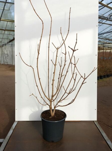 Sinocalycalycanthus raulstonii 'Hartlage Wine' / Gewürzstrauch 'Hartlage Wine' 150-175 cm C20, mehrtriebig im Container