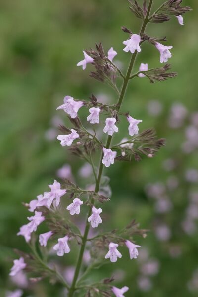 Garten-Steinquendel 'Lila Riese' / Kleinblütige Bergminze 'Lila Riese' / Garten-Steinquendel 'Lila Riese' / Kleinblütige Bergminze 'Lila Riese'