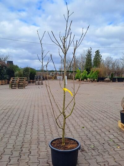 Magnolia 'Daphne' / Magnolie 'Daphne' 100-125 cm C20 im Topf, mehrstämmig, mit aufrechtem Wuchs und kahlen Zweigen.