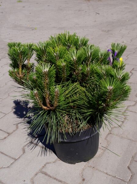 Pinus thunbergii 'Sayonara' / Japanische Schwarz-Kiefer / Japan-Schwarzföhre