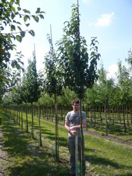 Malus baccata 'Street Parade' / Kirschapfel 'Street Parade', Hochstamm-Baum mit Stamm und grünen Blättern, angebunden am Pfahl