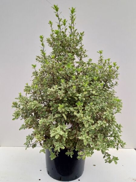 Pittosporum tenuifolium ‘Elizabeth’ (Chinesische Klebsame), panaschiertes Laub, 80–100 cm, im C20-Topf