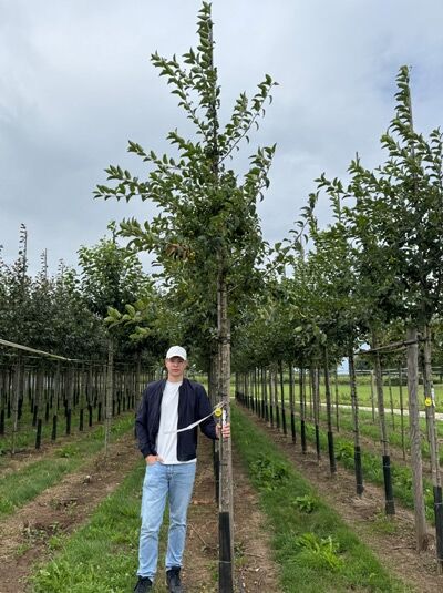 Malus 'Red Sentinel' / Zierapfel 'Red Sentinel' Hochstamm 14-16 StU mit Drahtballen, Jungbaum mit grünem Laub und Stammstütze