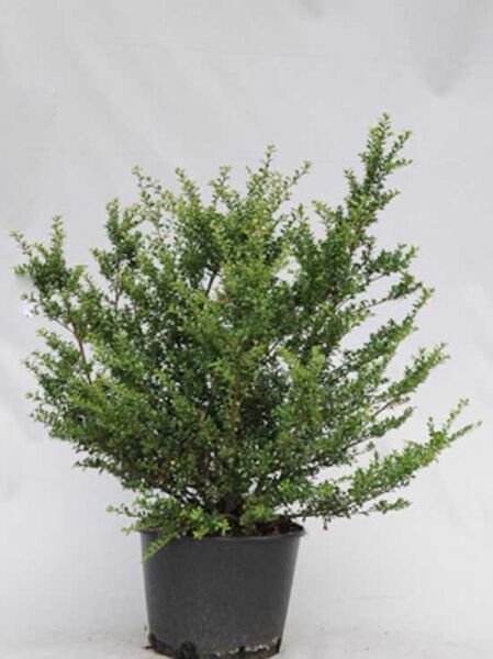 Löffel-Ilex / Japanischer Ilex 'Convexa' / Löffel-Ilex / Japanischer Ilex 'Convexa'