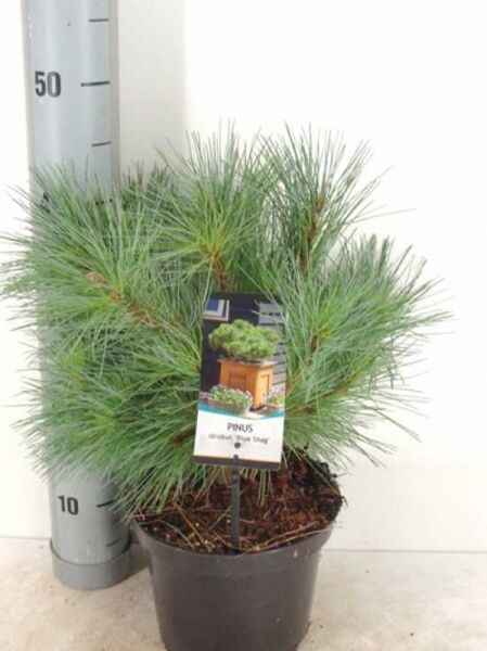 Pinus strobus 'Blue Shag' / Weymouths-Kiefer 'Blue Shag' 20-30 cm C3, kompakte Kiefer im Topf mit blaugrünen Nadeln