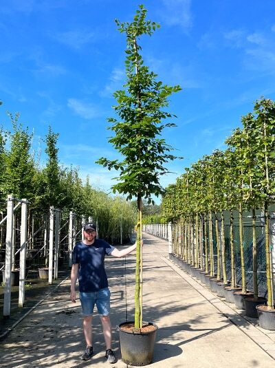 Carpinus betulus (Hainbuche/Weißbuche) Hochstamm 14-16 StU im Container, gerader Stamm mit schlanker Krone im Topf.