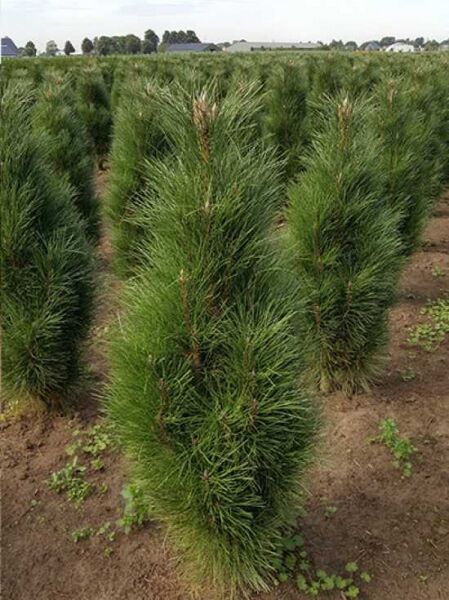 Pinus nigra 'Green Tower' / Säulen-Schwarzkiefer