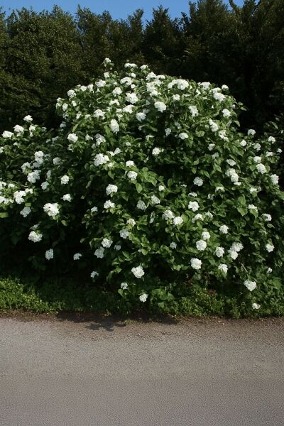 Viburnum carlesii (Korea-Duft-Schneeball) als Strauch mit grünen Blättern und zahlreichen weißen Blütenständen