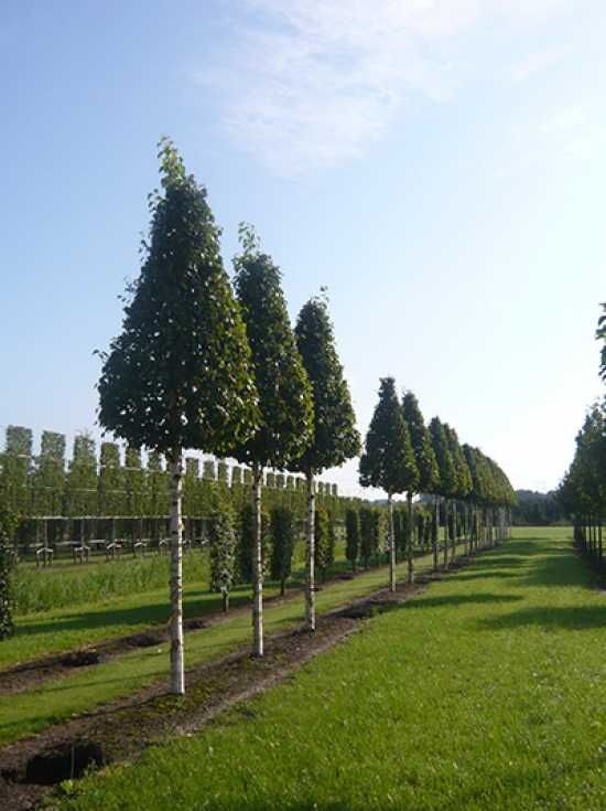 Gold-Birke 'Hochstamm-Pyramide' H: 240 cm (240 cm Stamm) - Betula ermanii