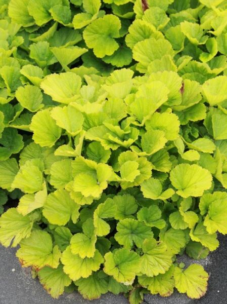 Waldsteinia geoides 'Goldkäfer®' (Horstige Gold-Erdbeere) mit dichtem, rundlich gelapptem, gelbgrünem Laubpolster