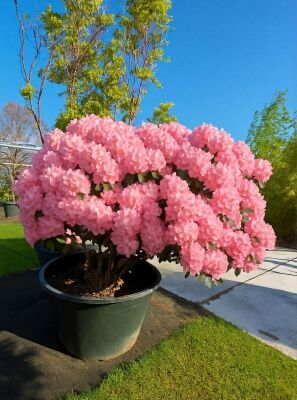 rhododendron staccato Scintillation Rhododendron main image 0
