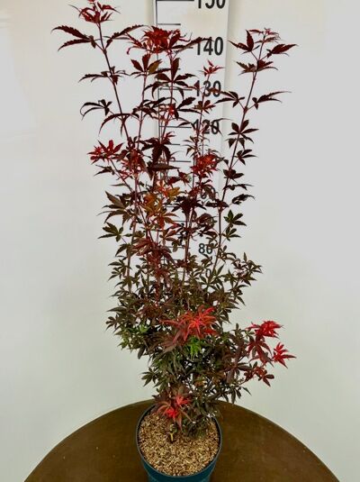 Fächer-Ahorn Acer palmatum 'Skeeter's Broom', 100-125 cm, C12, aufrecht wachsend im Container mit roten, tief geschlitzten Blättern