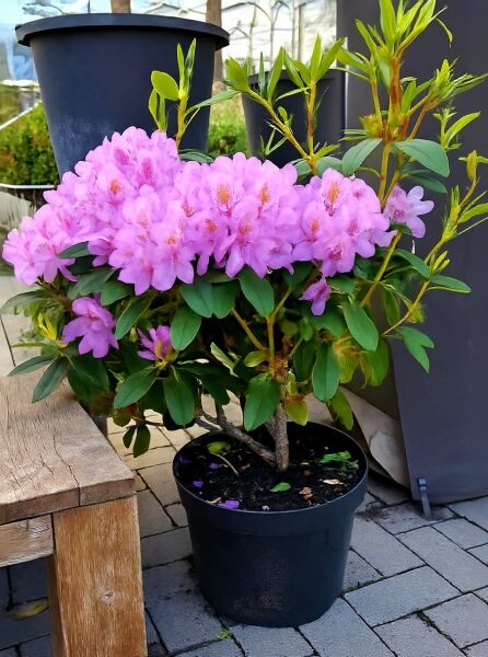 Catawba-Rhododendron 'Grandiflorum' (Rhododendron catawbiense) 50-60 cm C10 im Topf, rosa Blütendolden und grünes Laub