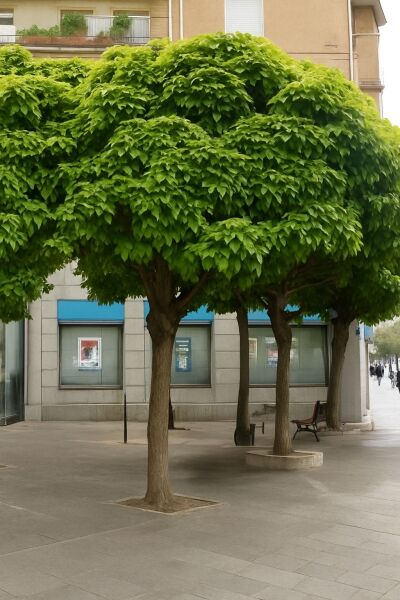 Catalpa bungei (Großkroniger Trompetenbaum) als kleiner Stadtbaum mit dichtem, rundem Kronendach und grünem Laub.