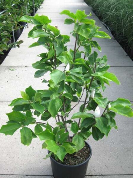 Magnolia soulangiana 'Alba Superba' / Tulpen-Magnolie 'Alba Superba', 125–150 cm, im C20-Container, mehrtriebiger Strauch mit grünen Blättern