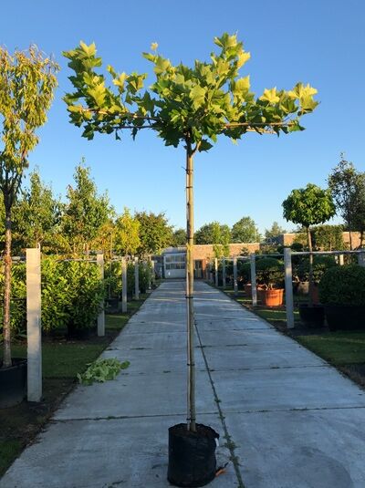 Platanus acerifolia Dachform (Dach-Platane) als Hochstamm mit Dachspalier, gerader Stamm im Container, grüne Blätterkrone