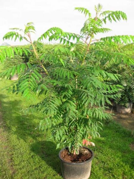 Essigbaum / Hirschkolben-Sumach / Essigbaum / Hirschkolben-Sumach