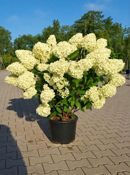 Rispen-Hortensie Hydrangea paniculata 'Silver Dollar' 80-100 cm C15 im schwarzen Topf mit cremeweißen Blütenrispen