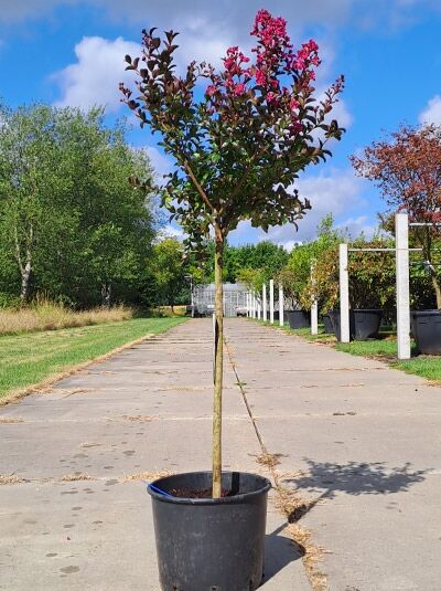 Flieder des Südens / Chinesische Kräuselmyrte 'Berry Dazzle' 80 cm Stamm / Flieder des Südens / Chinesische Kräuselmyrte 'Berry Dazzle' 80 cm Stamm