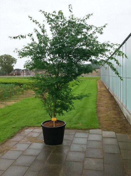 Acer palmatum 'Arakawa' (Kork-Ahorn/Japanischer Fächer-Ahorn) 200-250 cm C90 im Topf, mehrstämmig, mit grünem Laub.
