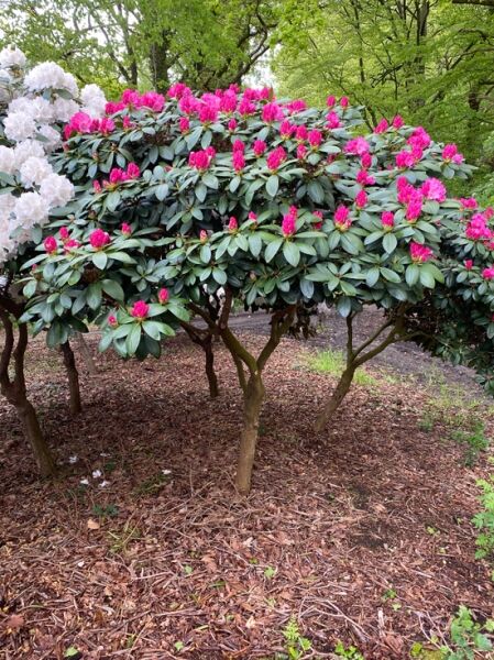 Rhododendron yakushimanum 'Polaris' (Rhododendron 'Polaris')