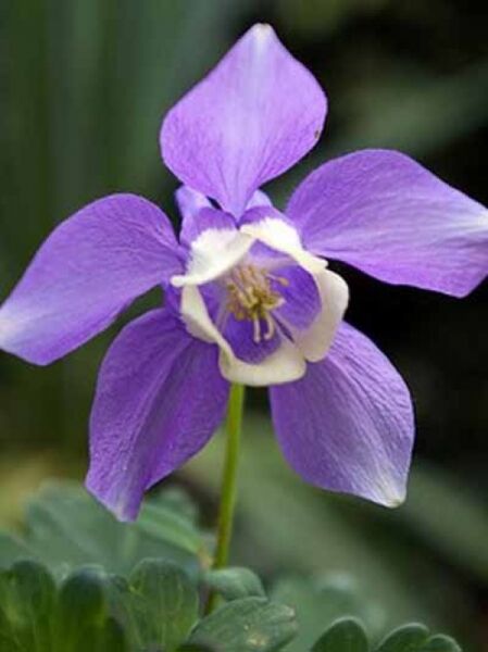 Garten-Fächer-Akelei 'Ministar' / Aquilegia flabellata 'Ministar'