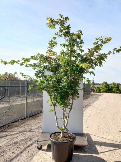 Japanischer Ahorn 'Meigetsu' (Acer japonicum 'Meigetsu') 175-200 cm C80, mehrstämmig im Container, grünes Laub.