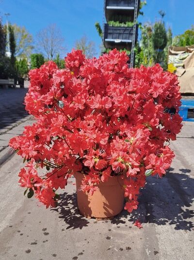 Japanische Azalee 'Excelsior' - Rhododendron obtusum 'Excelsior'