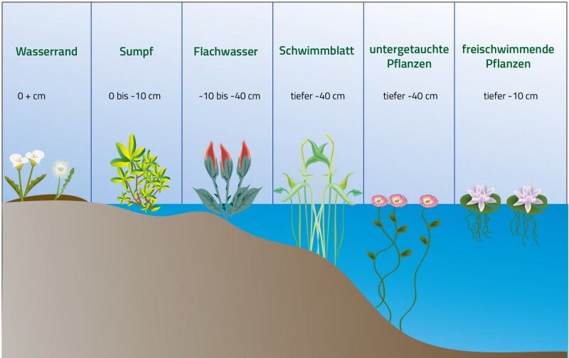 Wasserpflanzen gnstig in Top-Baumschulqualitt kaufen