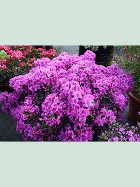 Japanische Azalee 'Königstein' (Rhododendron obtusum) Solitär, 90–100 cm Breite, buschig mit vielen pinken Blüten